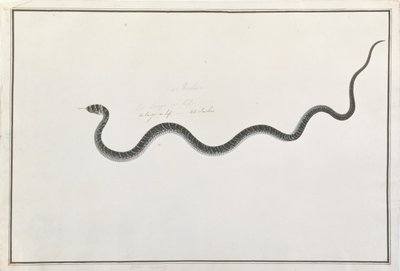 Oolur Tedong, from Drawings of Animals, Insects and Reptiles from Malacca by Chinese School